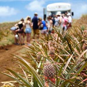 Pineapple Farm Tour on our Honeymoon in Maui!