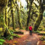 Hoh Rainforest - Olympic National Park