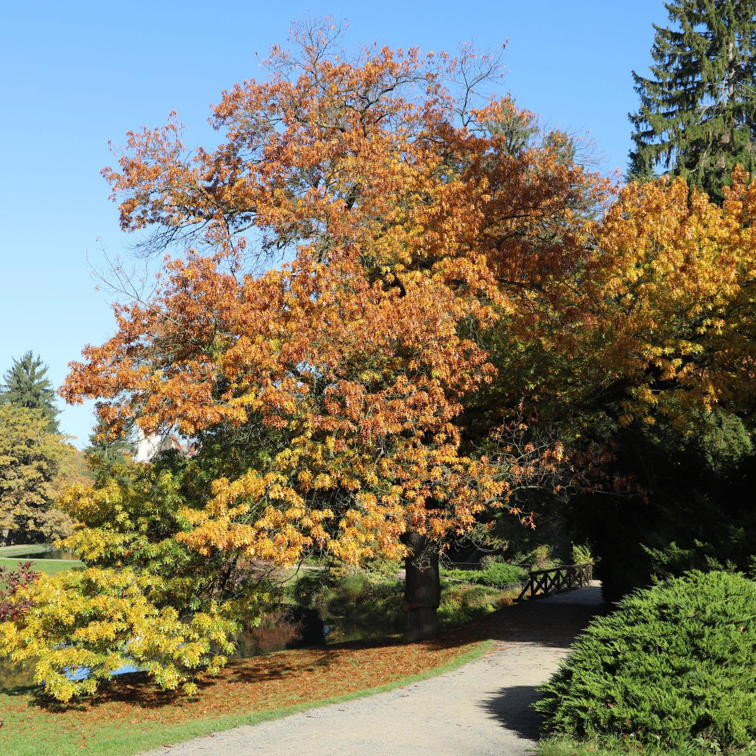 Photos of the park where our wedding will be.
