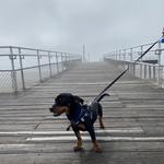 DOG PARK & BEACH