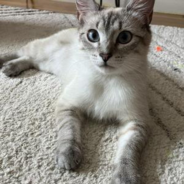 Cat things