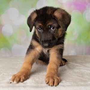 Get Poppy A Sister Fund