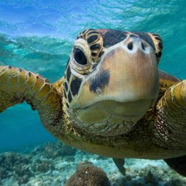 Cook Island Snorkeling With Sea Turtles