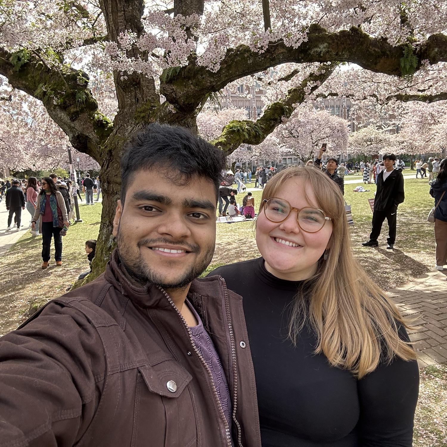 The cherry blossoms at University of Washington.