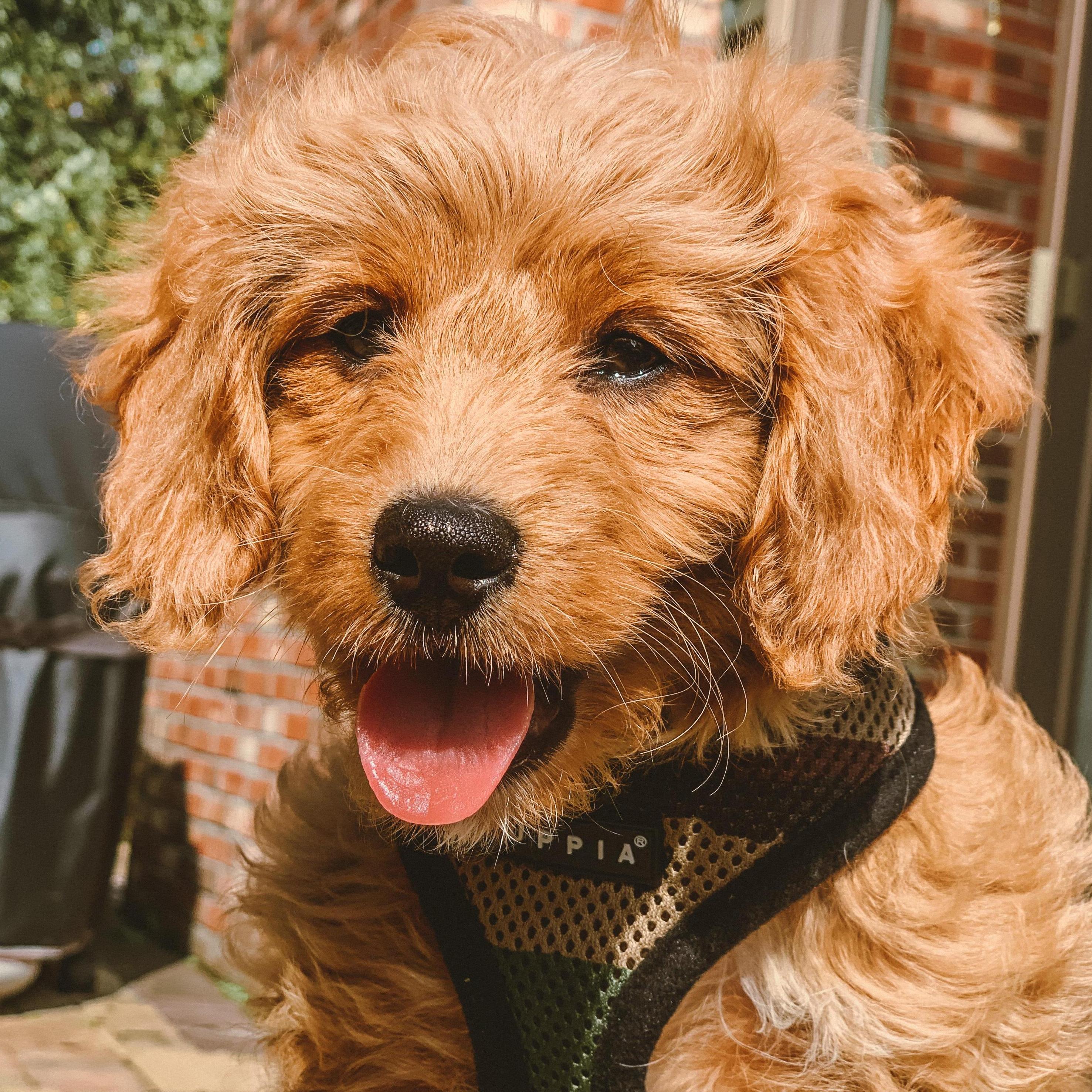 We decided it was time for a puppy! We made Enzo a part of our family in August of 2020.