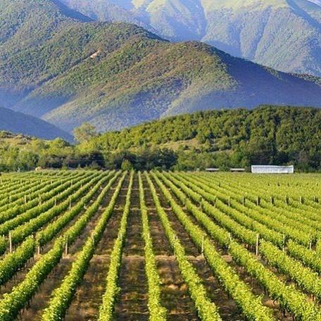 Vinery kakheti