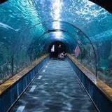 Shedd Aquarium
