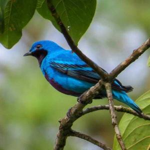 Lake Arenal and El Silencio Wetlands Birding Tour