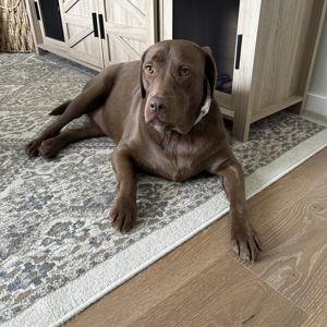 Our Pet Toy Fund