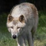 Wolf Sanctuary of PA