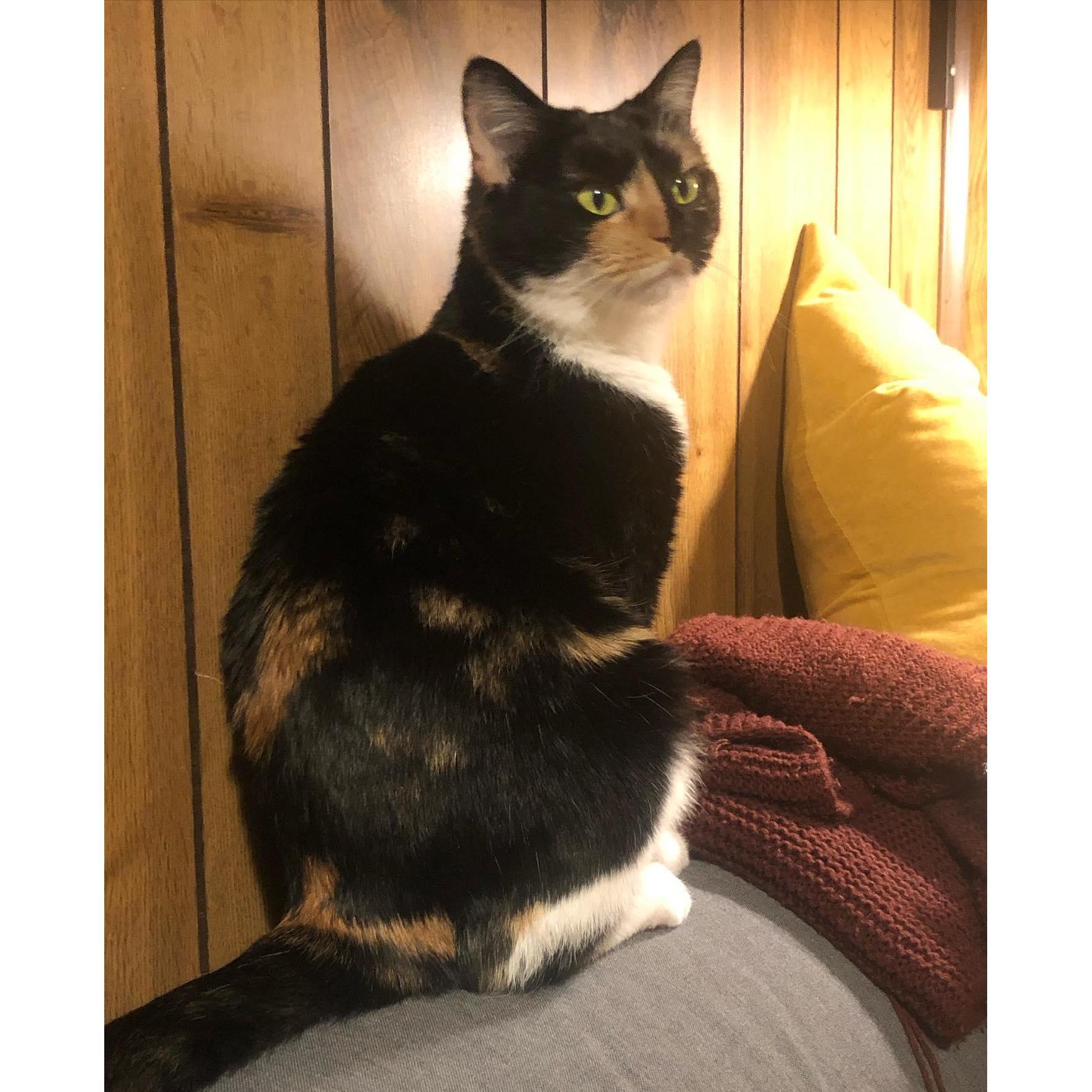 We adopted this gorgeous, mischievous, clumsy calico cat in January 2022 and named her Audre Lorde after the Black feminist poet. She loves to play in our bookshelves, so the name fits. (January 2022)