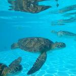 The Turtle Hospital