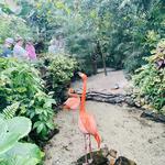 The Key West Butterfly and Nature Conservatory