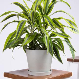 Dracaena Lemon Lime Plant