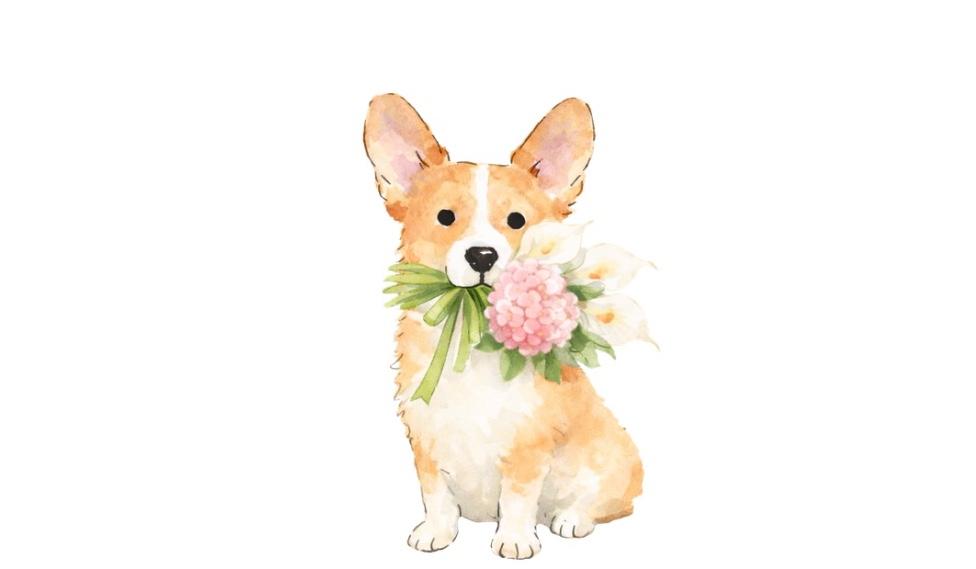 The Wedding Website of Abigail Pfahl and Nicholas Battaglia