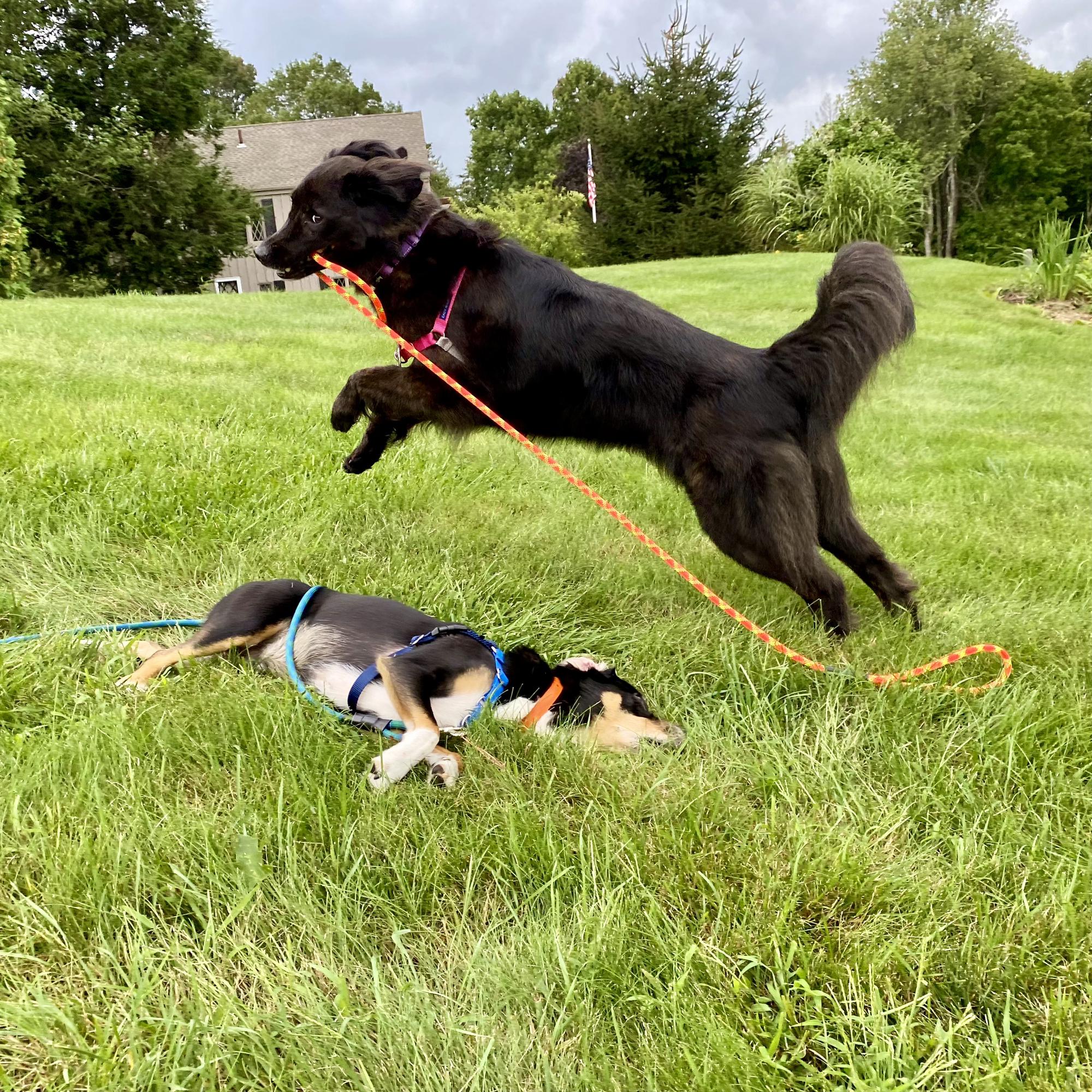 Bayla jumping over Samson