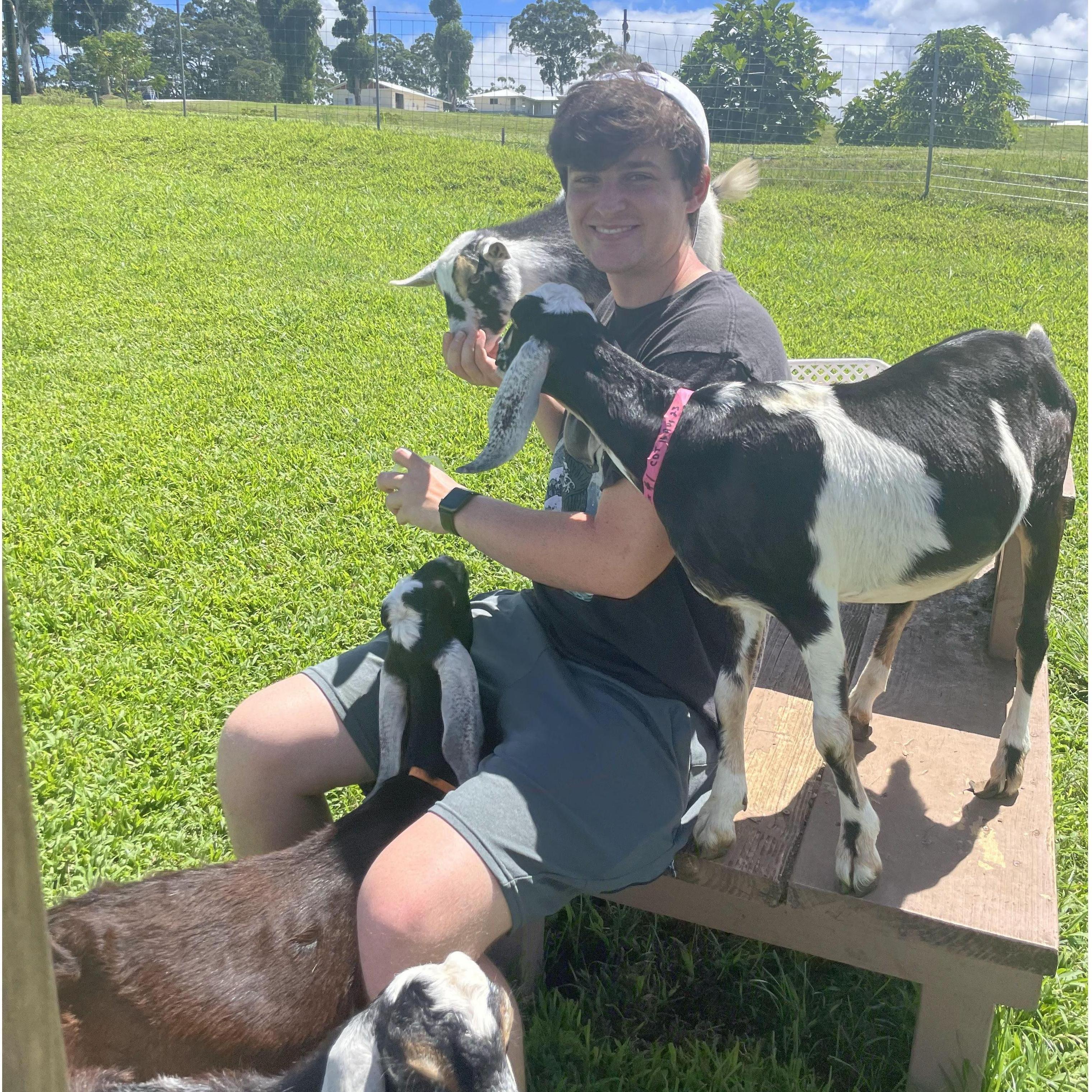 Feeding goats in Hawaii