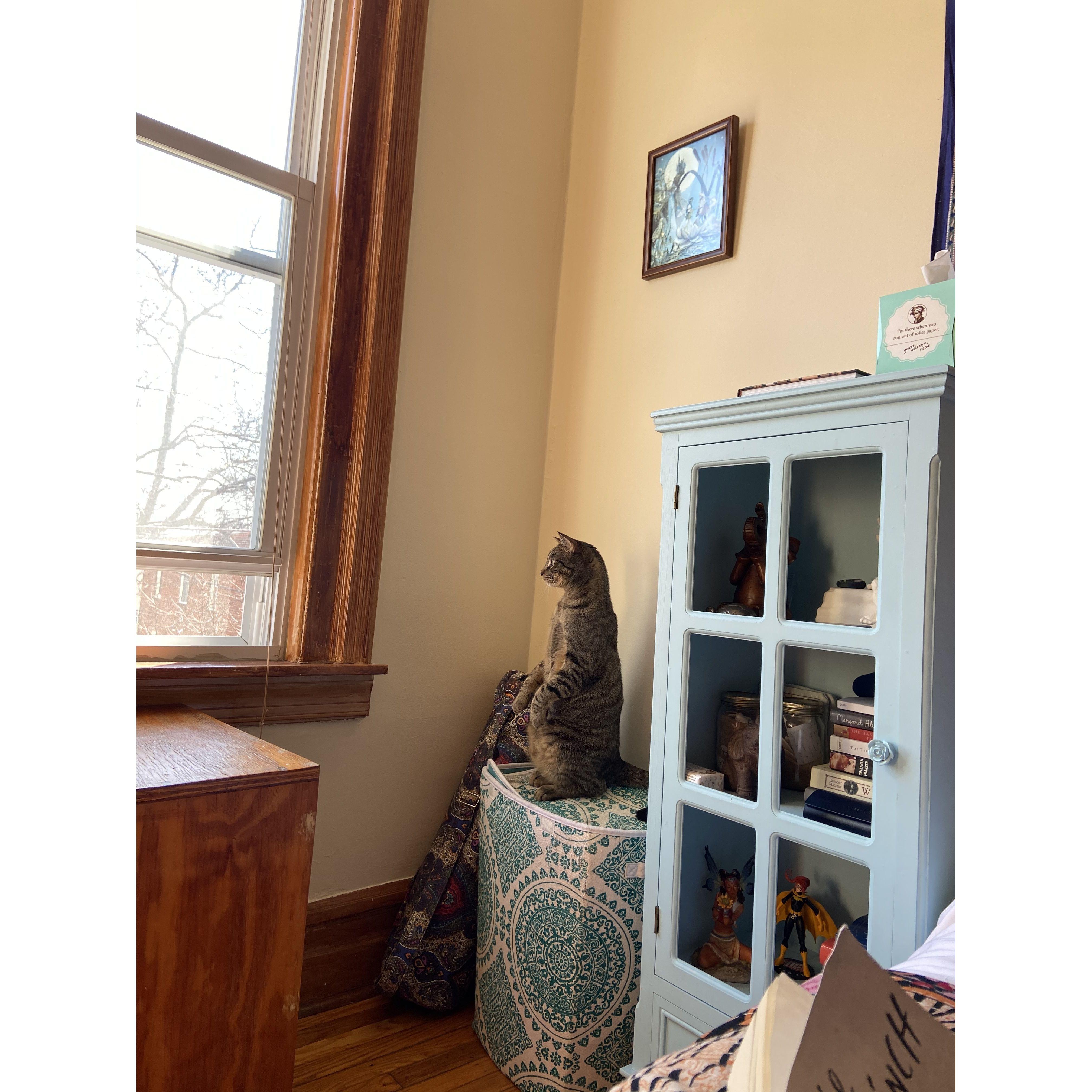 We're pretty sure we adopted a cat but...maybe he's a meerkat after all?