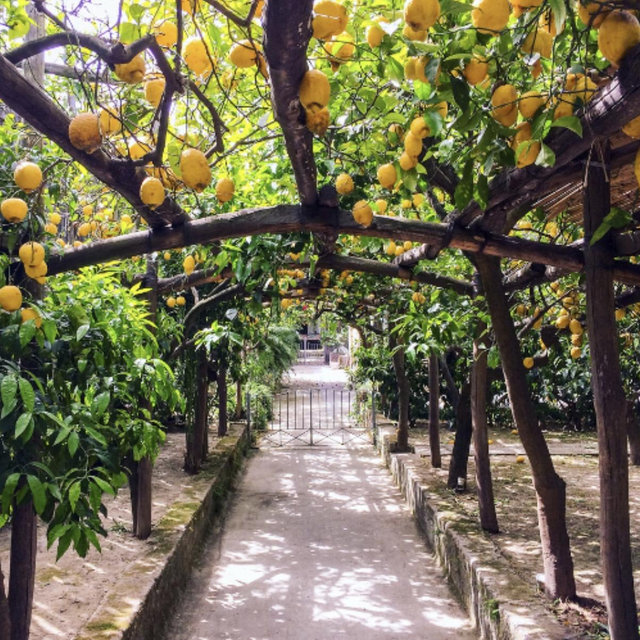 Sorrento Farm and Food Experience with Wine and Limoncello Tasting