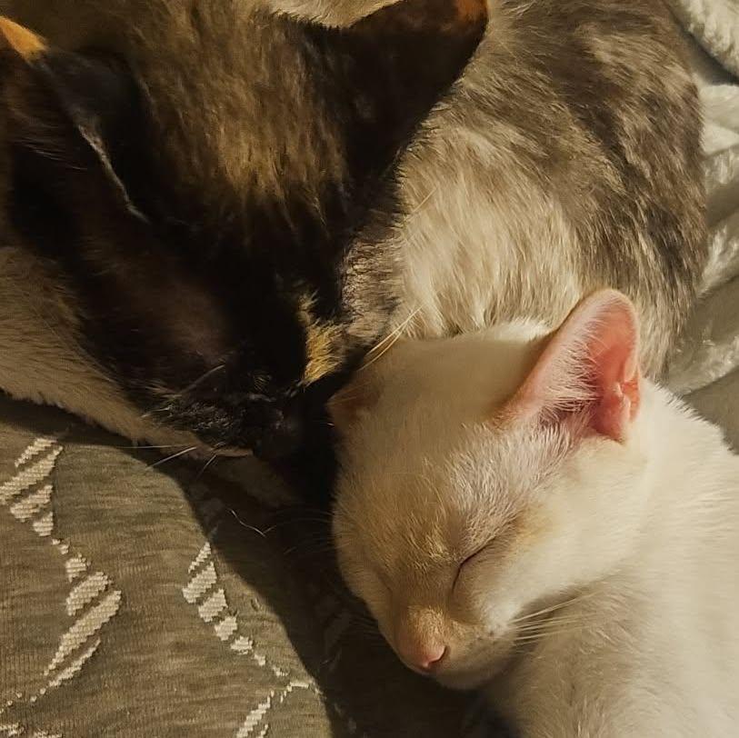 The first moment we caught our newest kitten bonding with his older sister