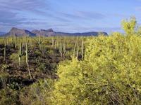 Saguaro National Park