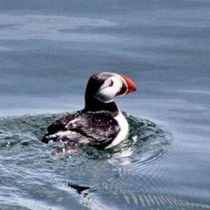 Puffin & Lighthouse Cruise | Maine Honeymoon
