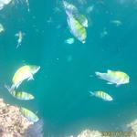 Baja Diving