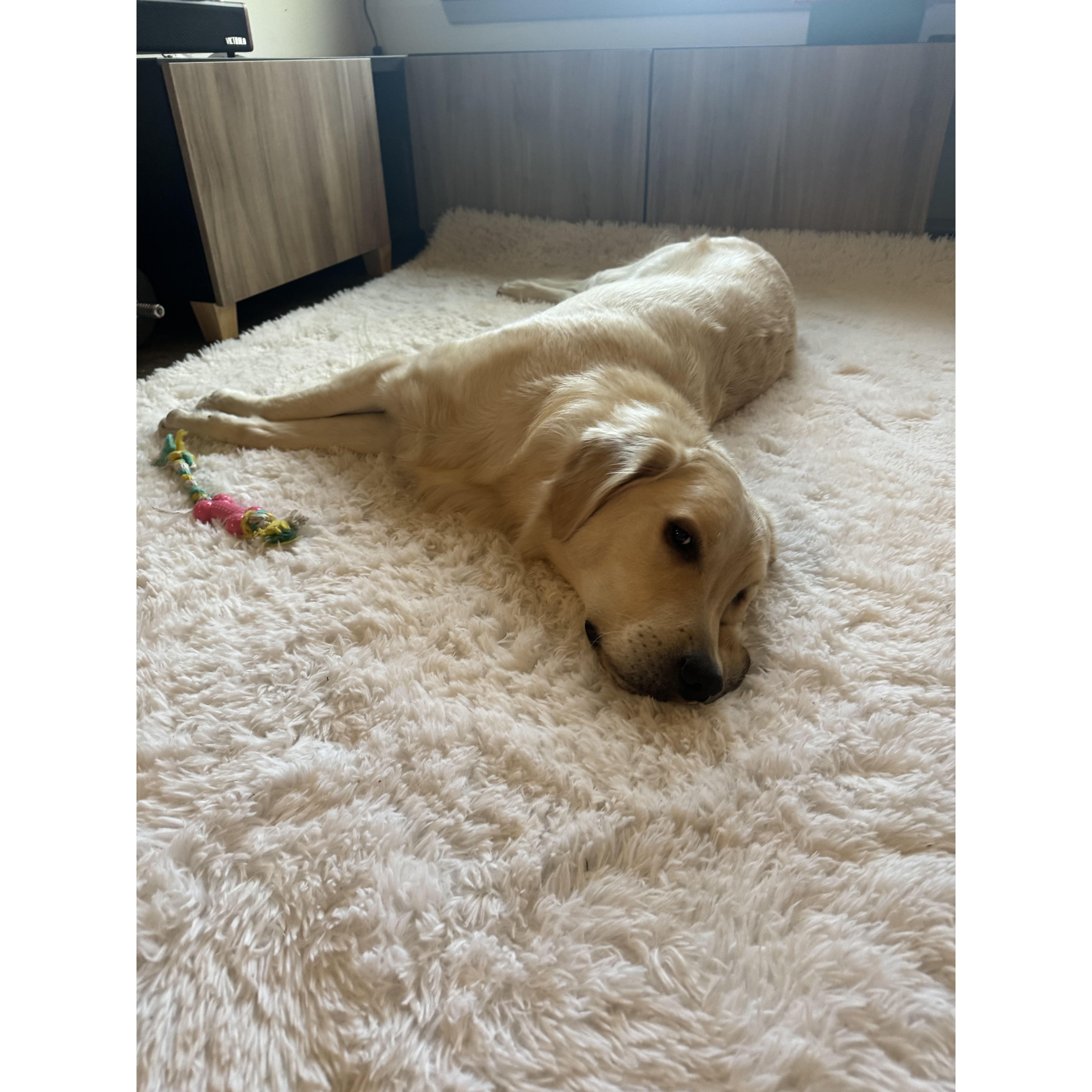 Sprawled on his favorite rug.