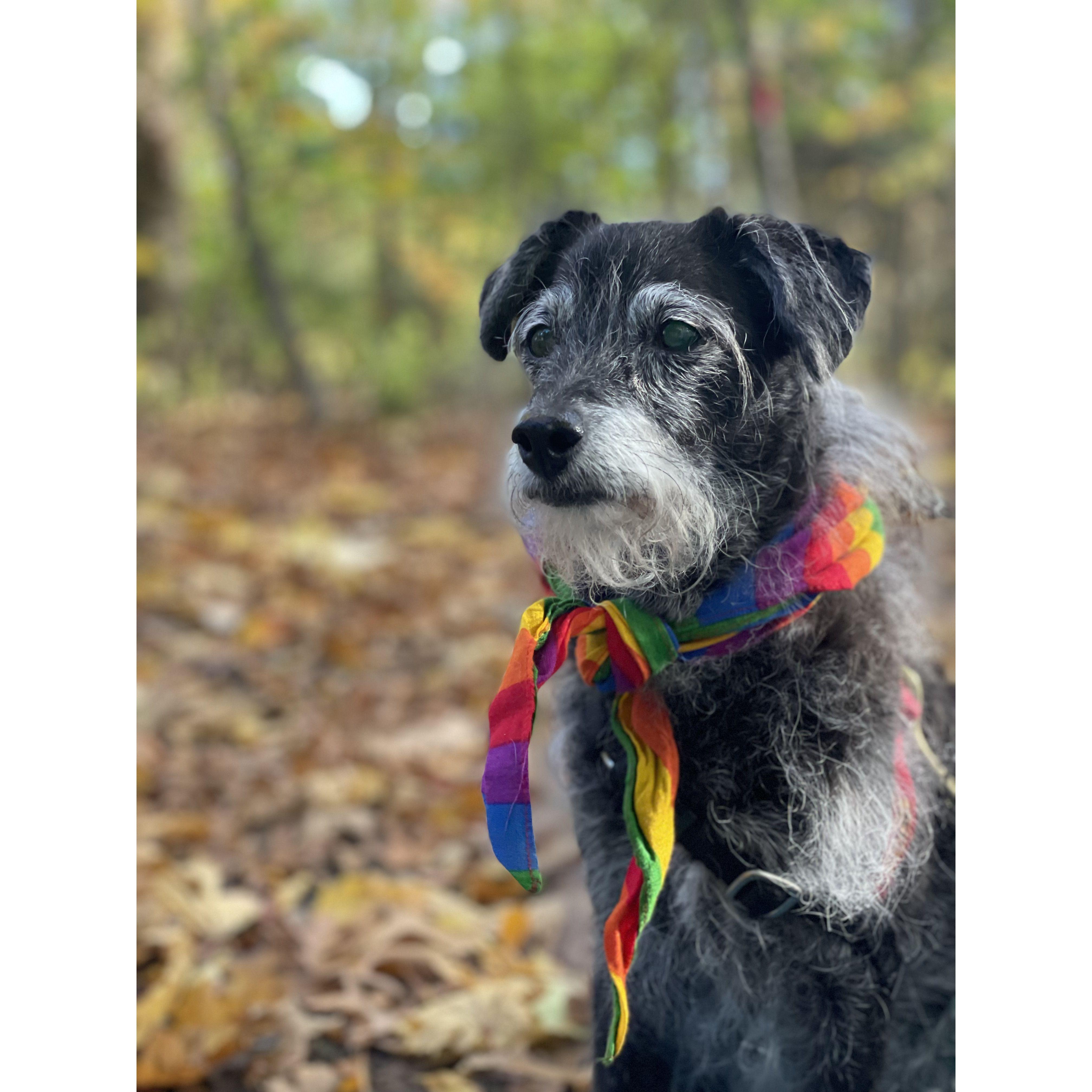 Charlie RIP 2009-2024, our bebe for 15 years.