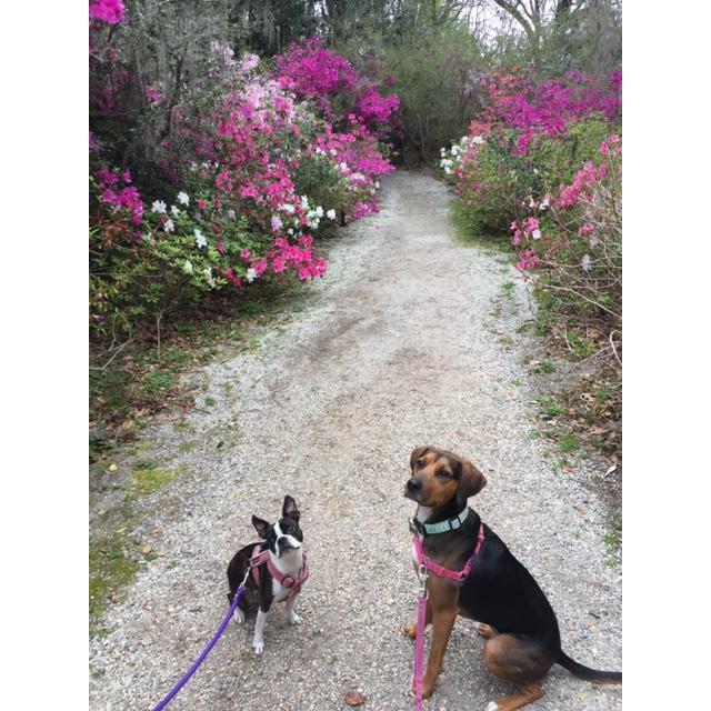 The girls at Magnolia Gardens {2017}