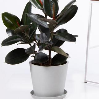 Burgundy Rubber Tree Plant