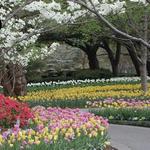 The Dallas Arboretum and Botanical Garden