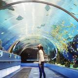 Georgia Aquarium
