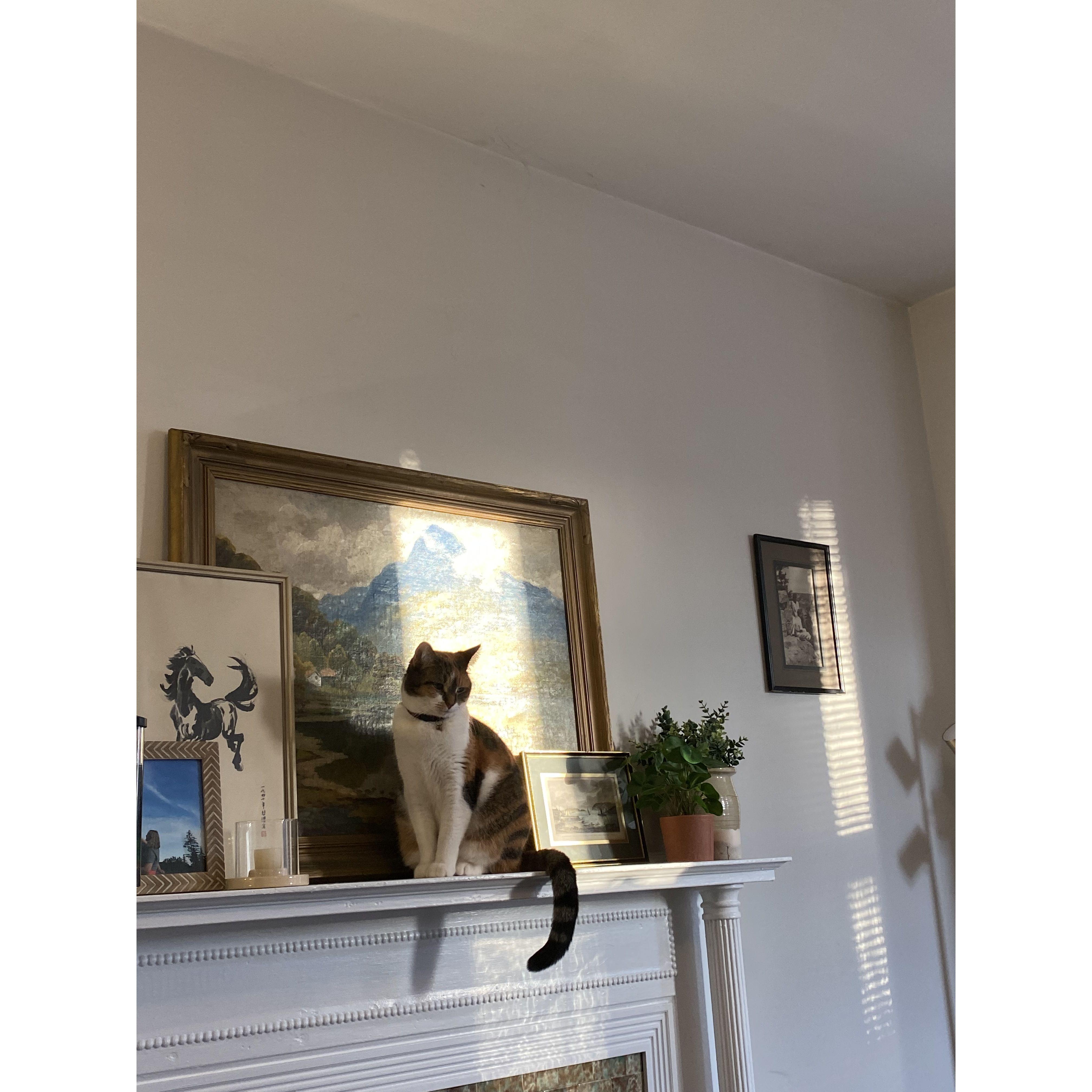 Maisie on our mantle