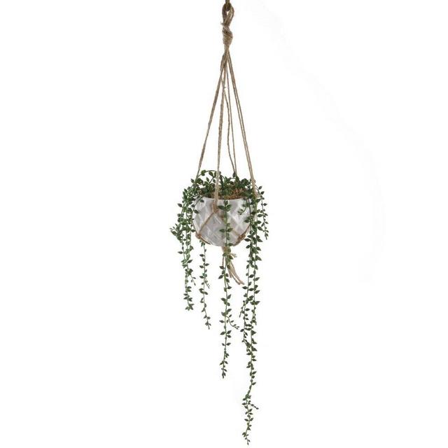 Donkey Tails String of Pearls Hanging Ivy Plant in Pot
