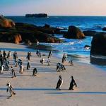 Swim with Penguins