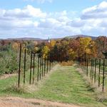 Apple Hill Orchard and Cider Mill