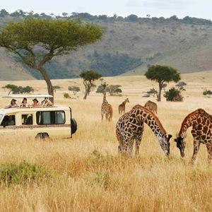 Our Safari Honeymoon