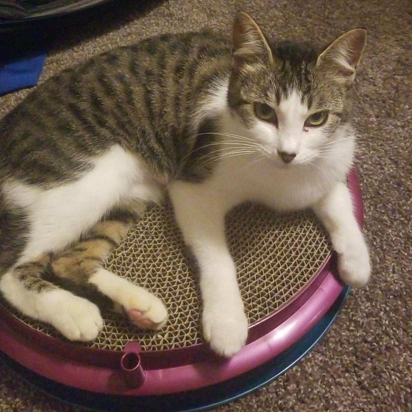 Our love story isn't complete without our kitten, born and adopted in 2020, who has brought us closer together through blood, sweat and tears.