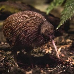 Kiwi Park