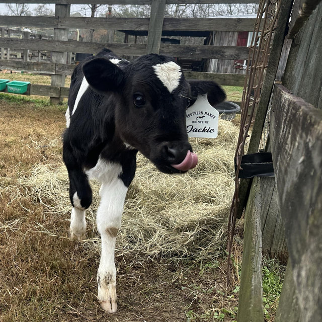 Milk & Feed for Jackie!