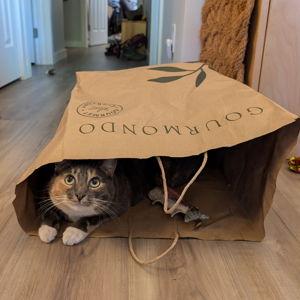 Miso's Treat Fund
