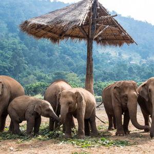 Elephant Sanctuary in Thailand