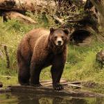 Fortress of the Bear