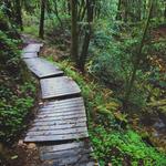 The Forest of Nisene Marks State Park