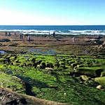 La Jolla Tide Pools