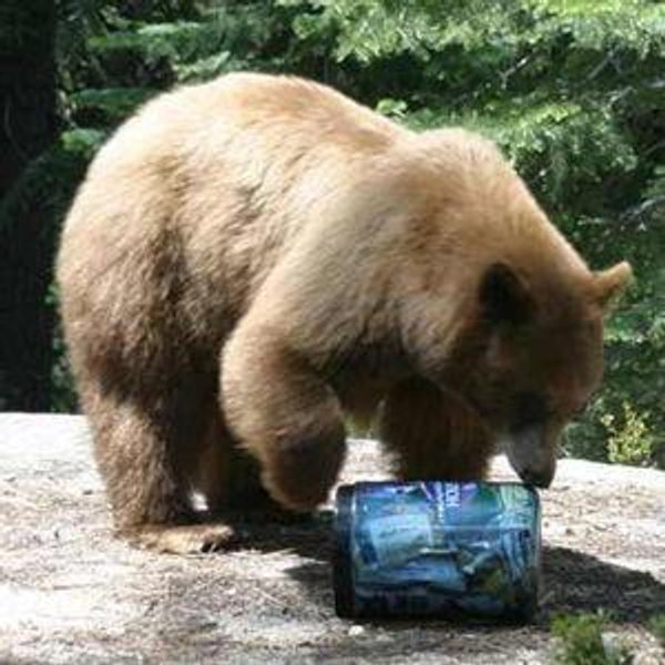 BearVault BV500-Journey®
