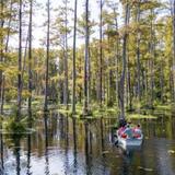 Cypress Gardens