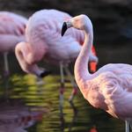 Tracy Aviary at Liberty Park