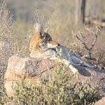 Arizona-Sonora Desert Museum